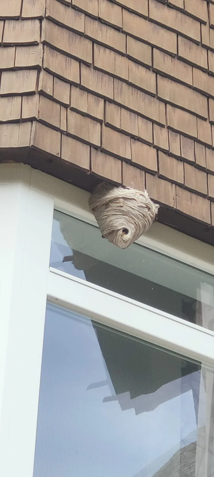 Nest der Asiatischen Hornisse an einem Fenstersturz