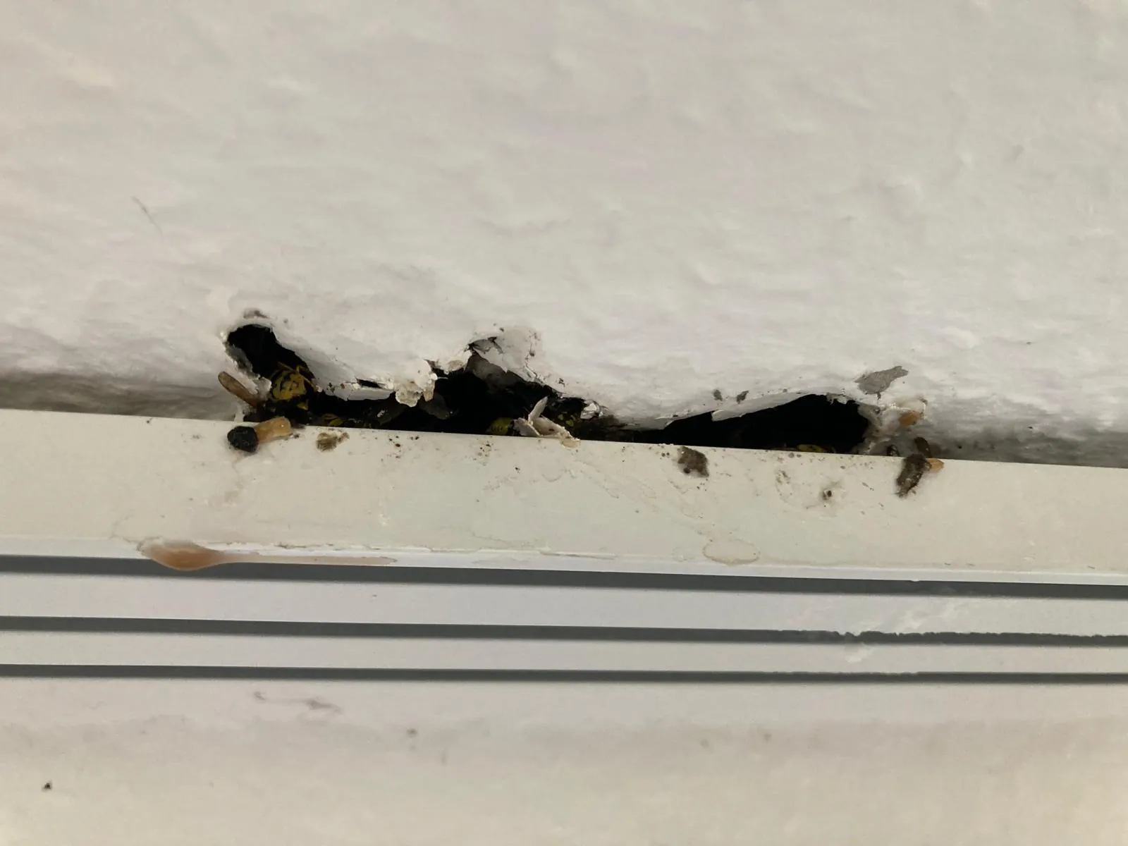 Von Wespen durchgenagte Deckenverkleidung